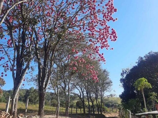 #623 - Sítio para Venda em Franca - SP - 1